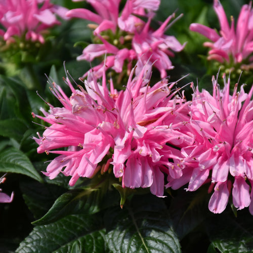 Bee Balm Electric Neon Pink