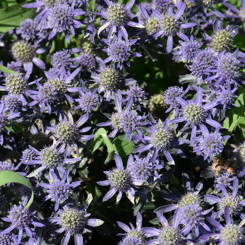 Sea Holly Blue Hobbit