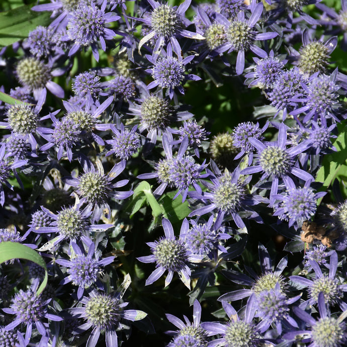 Sea Holly Blue Hobbit