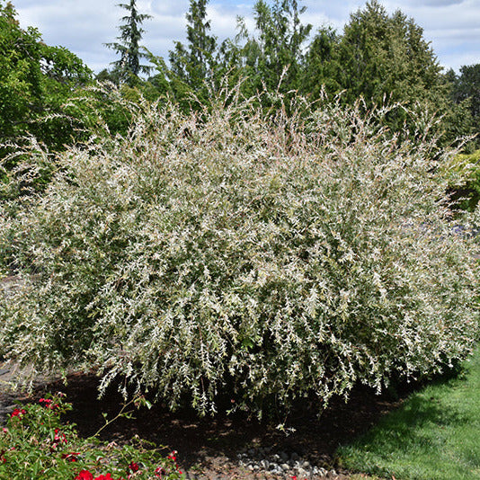 can you plant dappled willow near house Willow Dappled: Vibrant Variegated Shrub for Your Garden – Wasson Nursery