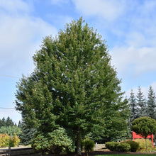 Load image into Gallery viewer, Maple Redpointe