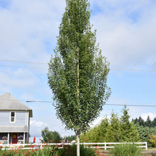 Load image into Gallery viewer, Tall columnar Armstrong Gold maple tree with dense green foliage in residential garden setting