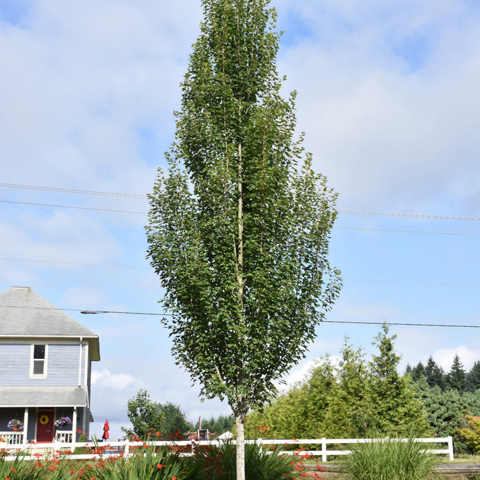 Maple Armstrong Gold - Tall, Compact, Vibrant Foliage – Wasson Nursery