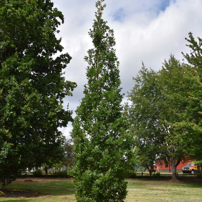 Oak Streetspire