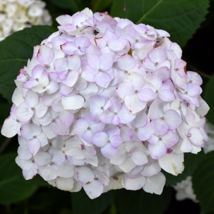 Hydrangea (Bigleaf) Blushing Bride