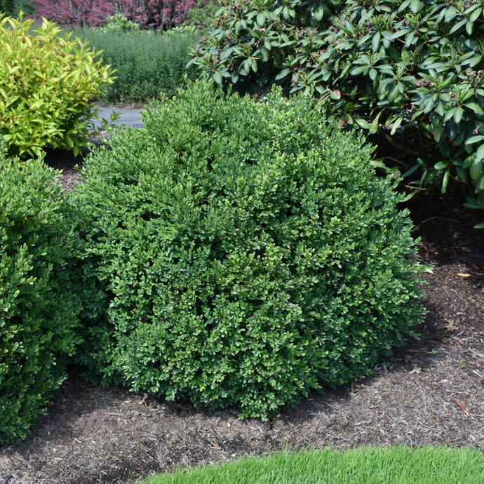 Boxwood Green Velvet