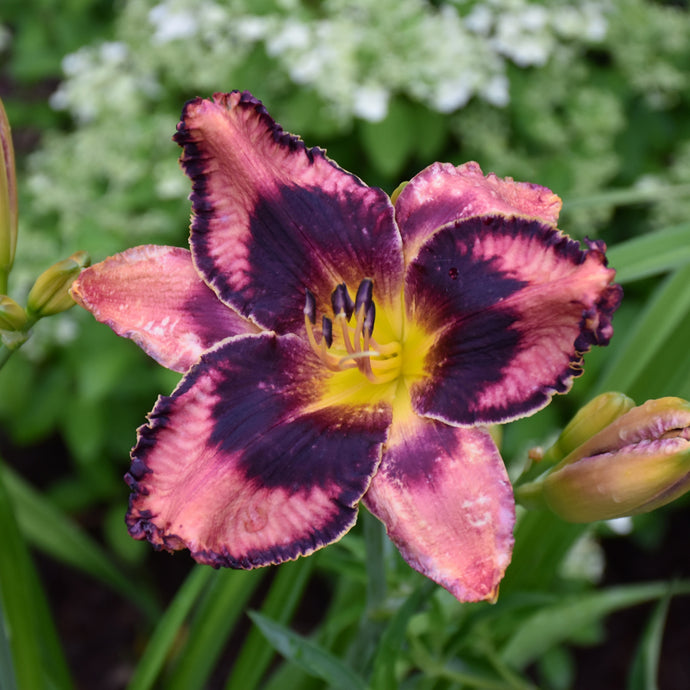Daylily Rainbow Rhythm Storm Shelter