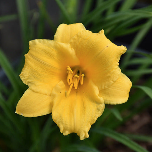 Daylily Stella d'Oro