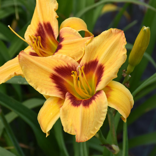 Daylily Rainbow Rhythm Tiger Swirl