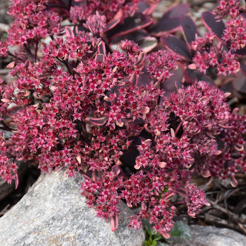 Stonecrop Sunsparkler Dream Dazzler