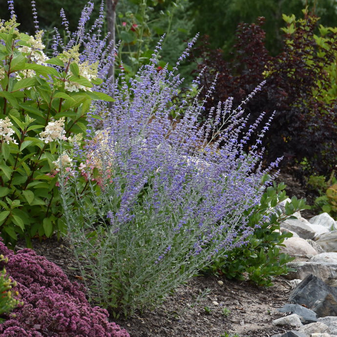 Russian Sage Little Spires