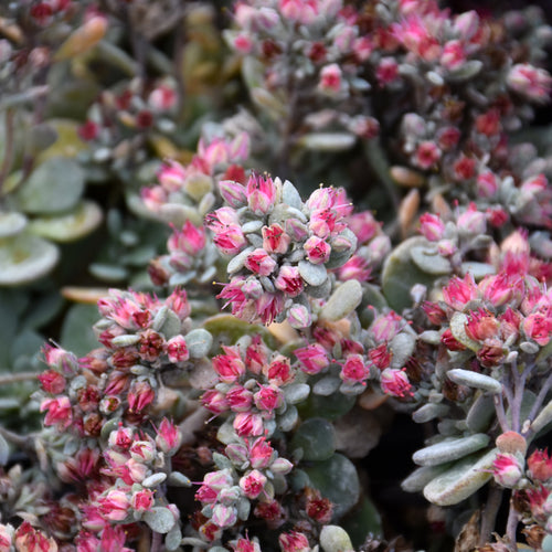 Stonecrop Sunsparkler Blue Elf