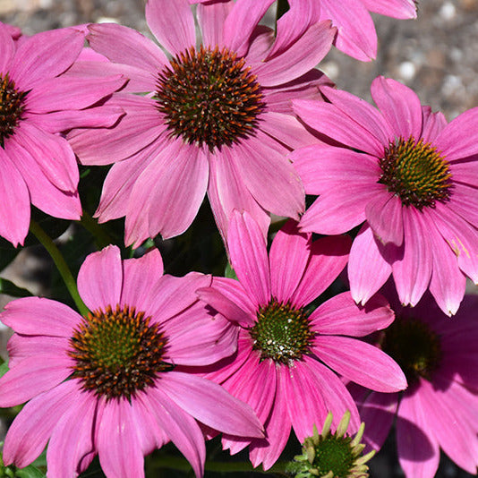 Pink coneflower blooms with dark centers and drooping petals in garden setting