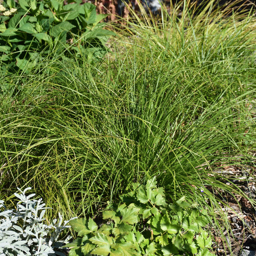 Grass Sedge Pennsylvania