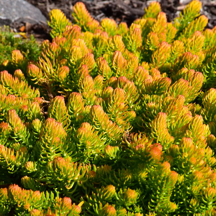 Stonecrop Angelina