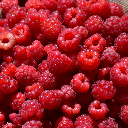 Raspberry Bushel and Berry Shortcake