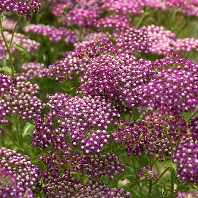 Yarrow New Vintage White