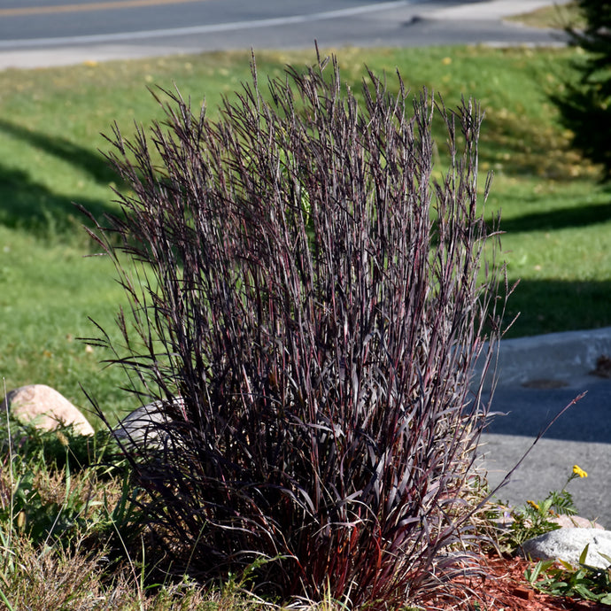 Grass Big Bluestem Blackhawks