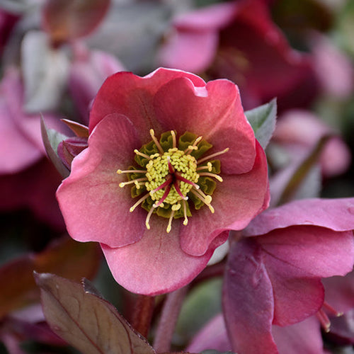 Hellebore FrostKiss Penny's Pink