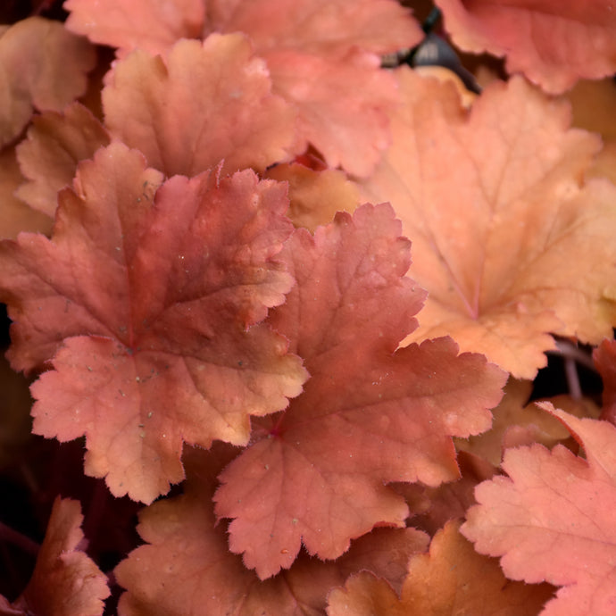 Coral Bells City Rio