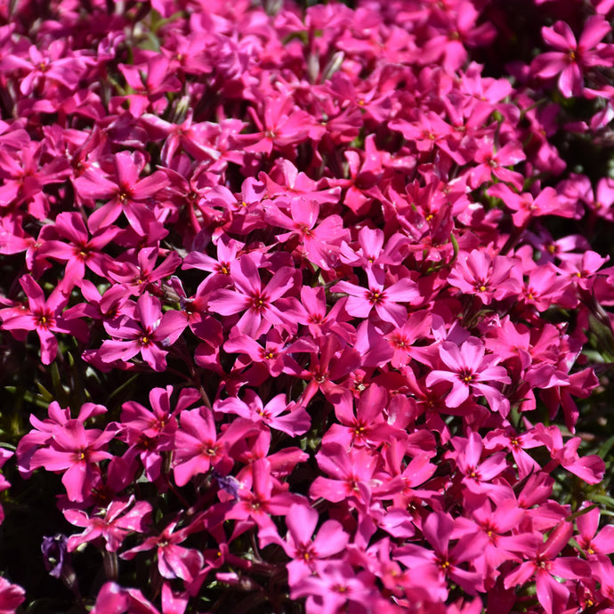 Phlox Creeping Scarlet Flame