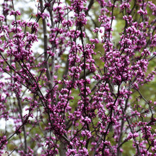 Load image into Gallery viewer, #15 Redbud Eastern Merlot