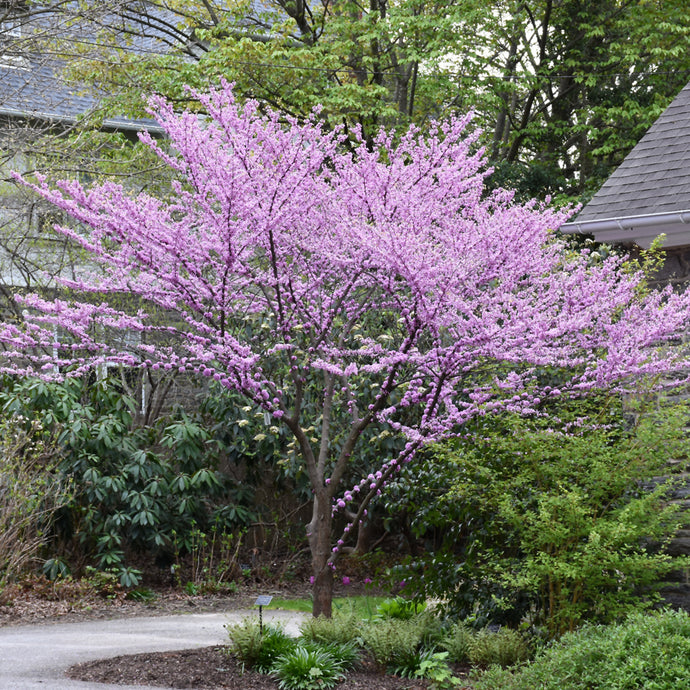 Redbud Eastern Alley Cat