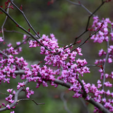Load image into Gallery viewer, #7 Redbud Eastern Flame Thrower