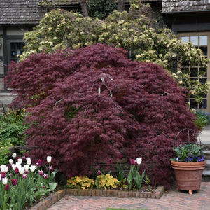 Maple Japanese Tamukeyama