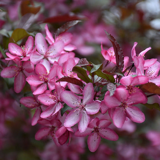 Crabapple Royal Raindrops: Vibrant Pink Blooms – Wasson Nursery