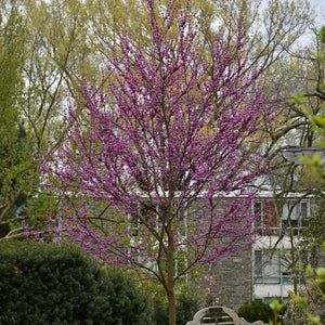 #15 Redbud Eastern Merlot