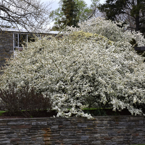 Crabapple Sargent