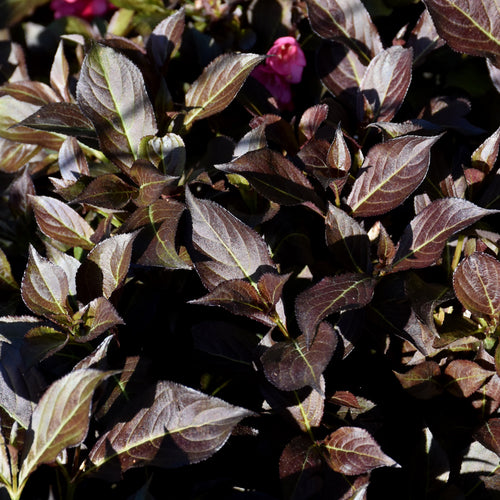 Weigela Midnight Sun