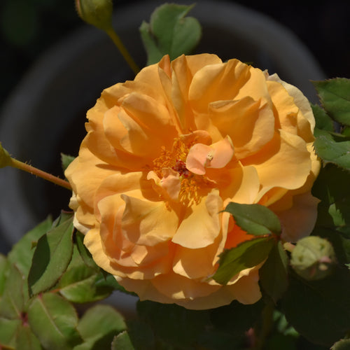 Rose Climbing Rise Up Amberness