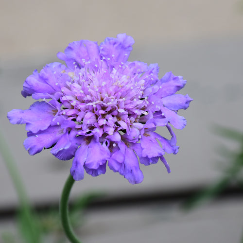 Pincushion Flower Butterfly Blue