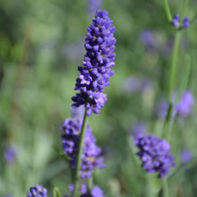 Load image into Gallery viewer, Lavender Sweet Romance
