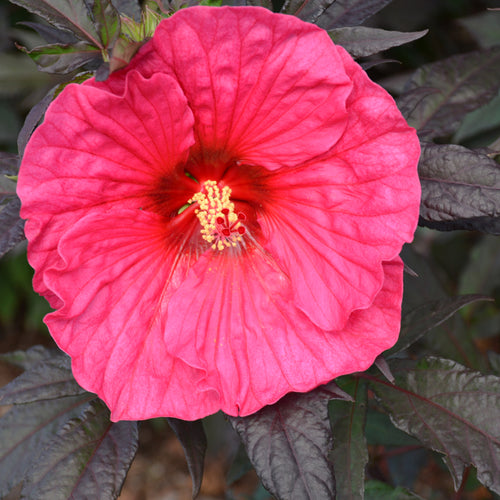 Hibiscus Summerific Evening Rose