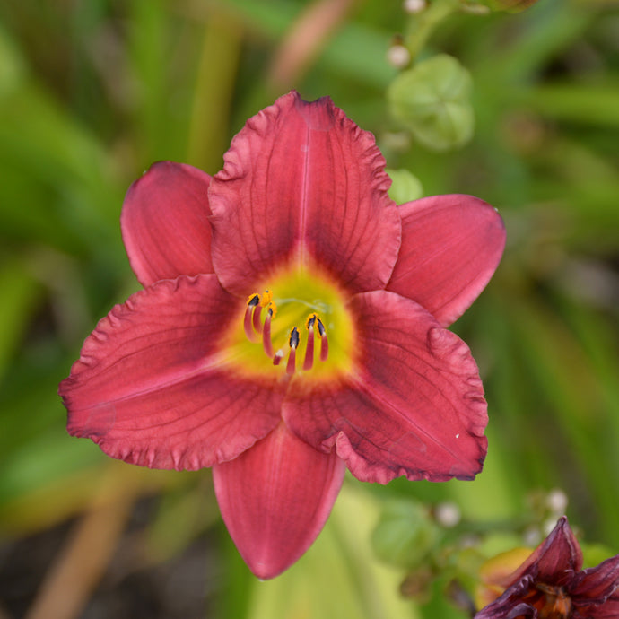 Daylily Pardon Me