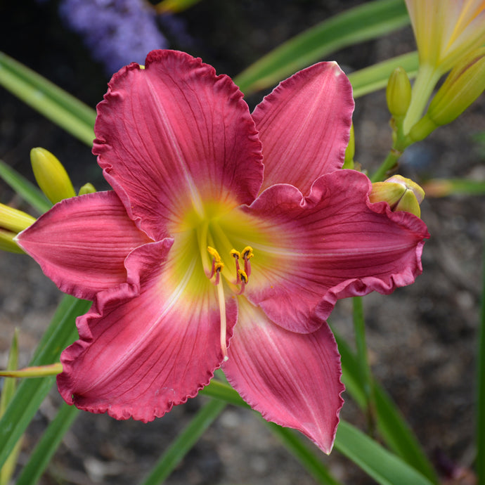 Daylily Rosy Returns