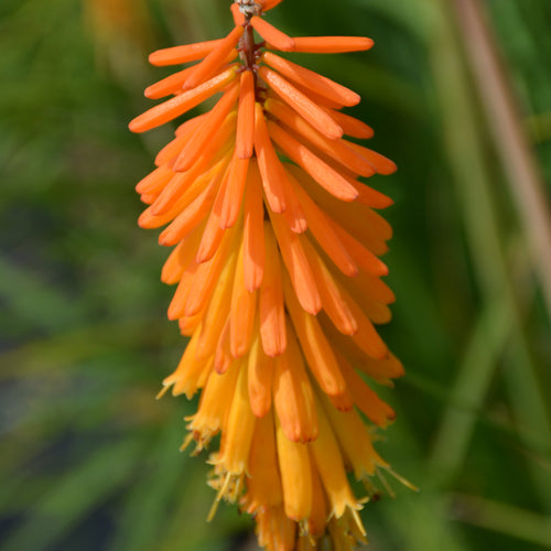 Poker Plant Papaya Popsicle