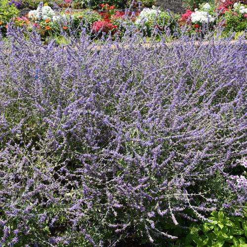 Russian Sage Lacey Blue