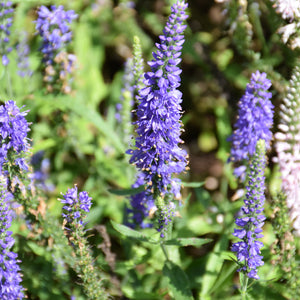 Speedwell Moody Blues Dark Blue