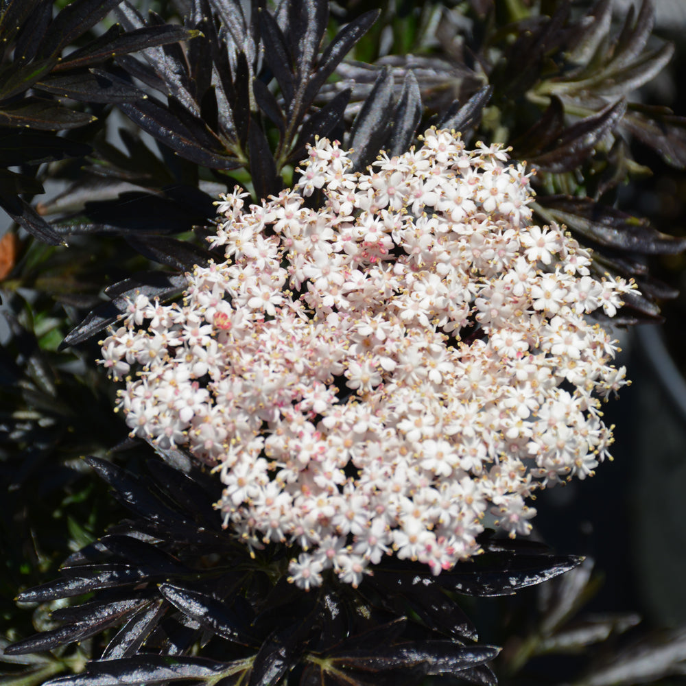 Elderberry Laced Up – Wasson Nursery