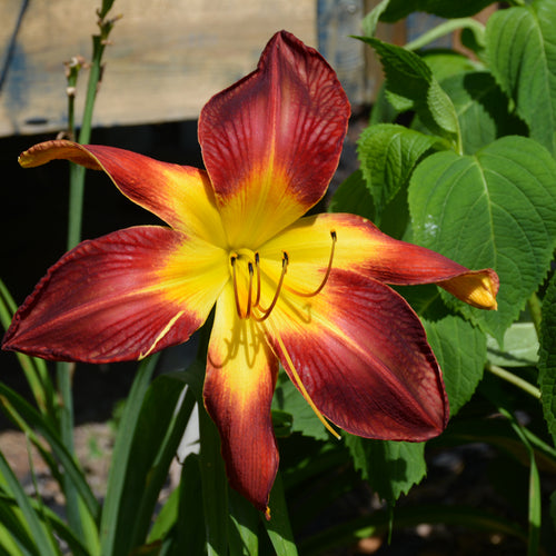 Daylily Rainbow Rhythm Tiger Swirl