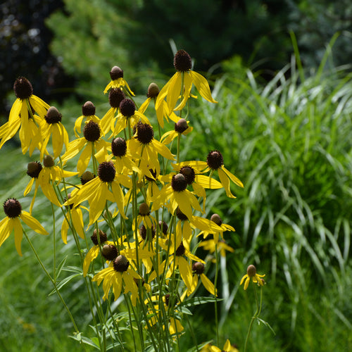 Coneflower Grey Headed