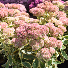 Load image into Gallery viewer, Stonecrop Frosted Fire