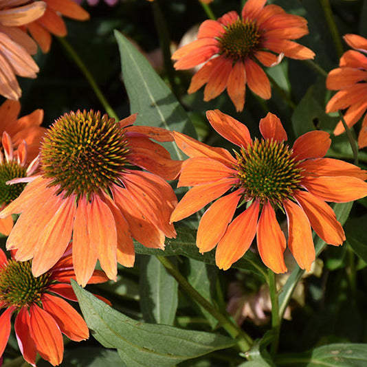 Coneflower Artisan Soft Orange