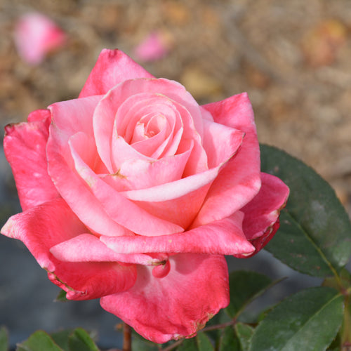 Rose Hybrid Tea First Prize