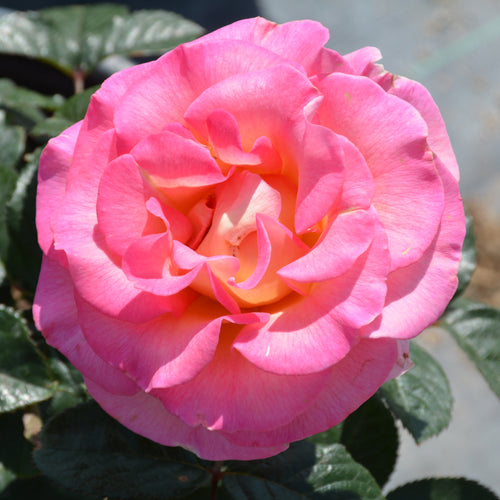 Rose Hybrid Tea Julie Andrews