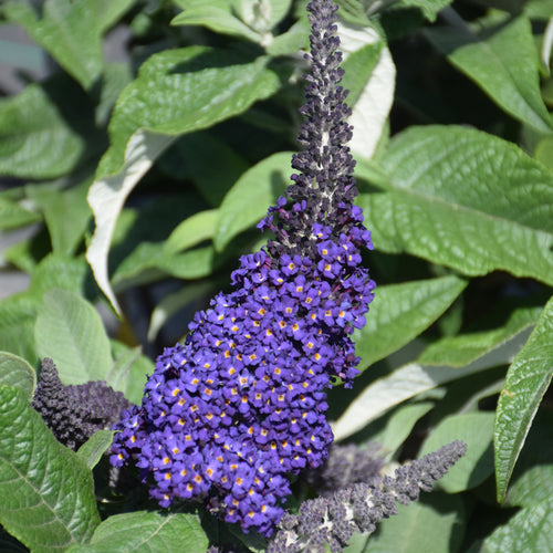 Butterfly Bush Pugster Amethyst